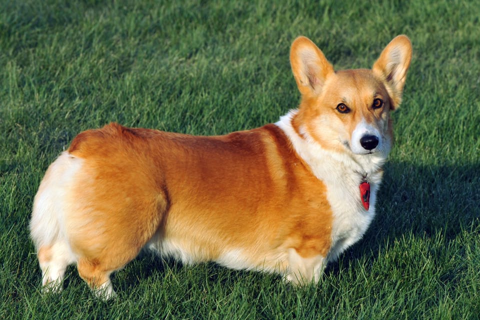 building ramps to extend corgispace